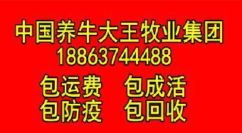 2016年肉牛犊收购价格